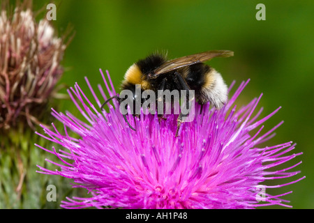 BumbleBee sul fiore fiore di cardo potton bedfordshire Foto Stock