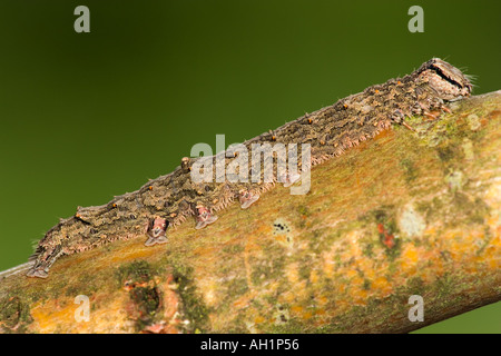 Red Underwing Catocala nupta Larva sul ramoscello che mostra il camuffamento potton bedfordshire Foto Stock