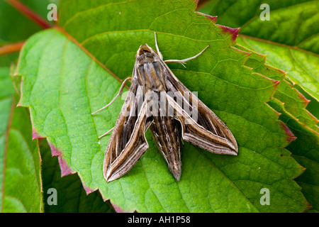 Strisce di argento Hawk moth Hippotion celerio a riposo sulla lamina Foto Stock