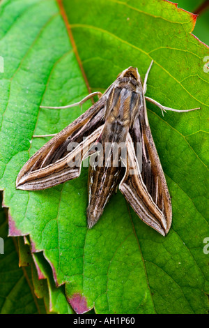 Strisce di argento Hawk moth Hippotion celerio a riposo sulla lamina Foto Stock