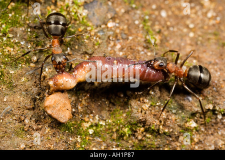 2 Formiche di legno (formica rufa) con la preda sul loro modo torna a nido maulden legno bedfordshire Foto Stock