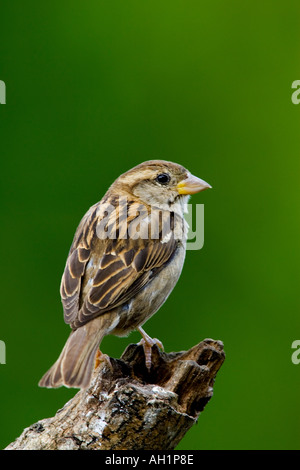 Femail casa passero Passer domesticus appollaiato sul moncone con bella disinnescare sfondo verde potton bedfordshire Foto Stock