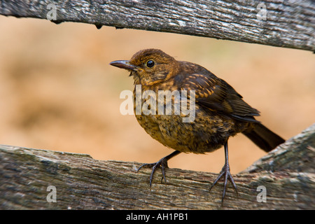 Femail Blackbird Turdus merula seduto sulla porta vecchia cercando alert potton bedfordshire Foto Stock