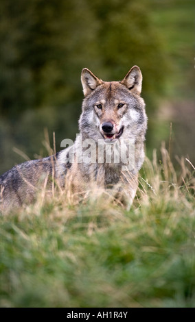 Europeo di Lupo grigio Canis lupus lupus Foto Stock