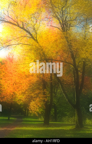 Percorso a piedi accanto al sognante autunno autunno giallo e alberi di arancio Foto Stock