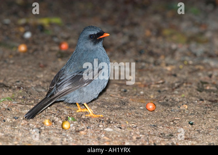 Di fronte nero solitario Foto Stock