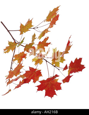 Viola con foglio di musica Foto Stock