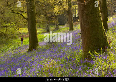 Una donna escursioni attraverso un bosco tra bluebells Batcombe DORSET REGNO UNITO Inghilterra MR Foto Stock