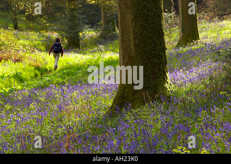 Una donna escursioni attraverso un bosco tra bluebells Batcombe DORSET REGNO UNITO Inghilterra MR Foto Stock