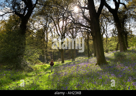 Una donna escursioni attraverso un bosco tra bluebells Batcombe DORSET REGNO UNITO Inghilterra MR Foto Stock