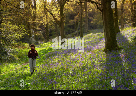 Una donna escursioni attraverso un bosco tra bluebells Batcombe DORSET REGNO UNITO Inghilterra MR Foto Stock