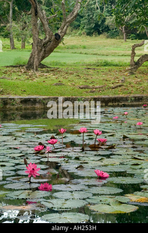 Ornamentali in Lily Pond, Codrington College, St John Parish, Barbados Foto Stock