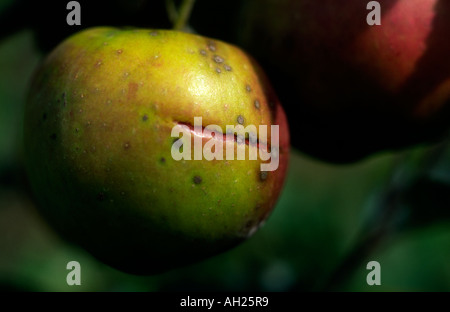 Fillingham Pippin apple Foto Stock