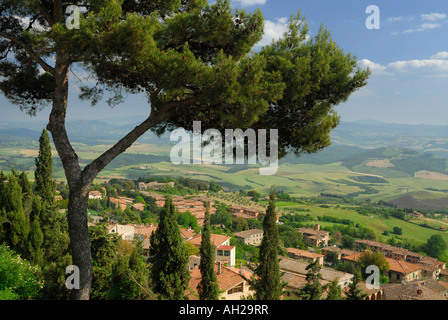 Albero di pino che si affaccia su Volterra e la Val di Cecina dalla cima della collina in Toscana Italia Foto Stock