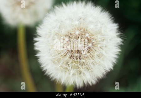 Close up di un completo seedhead sferica di comune o di tarassaco Taraxacum officinale con la parte di dietro un altro Foto Stock