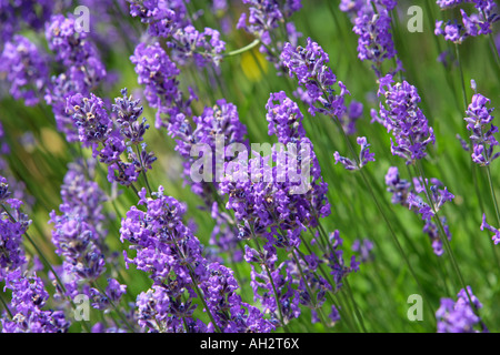 Campo di lavanda Foto Stock