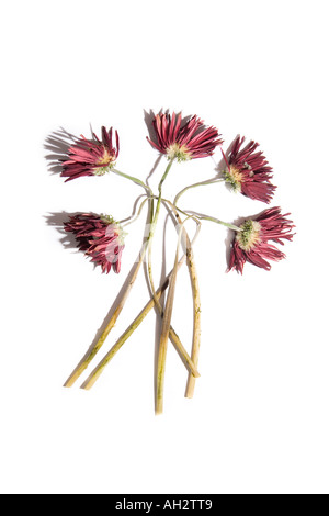 Fiori di colore rosso su sfondo bianco, studio shot Foto Stock