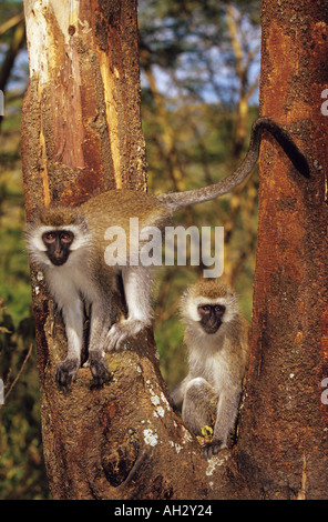 Due scimmie vervet ( Cercopithecus aethiops) su un albero Foto Stock