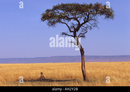 Cheetah - seduto sotto albero / Acinonyx jubatus Foto Stock