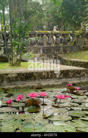 Ornamentali in Lily Pond, Codrington College, St John Parish, Barbados Foto Stock