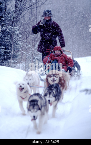 Cane slitta / slittino attraverso i boschi del Quebec , Canada con la caduta della neve rendendo le tracce sulla neve fresca Foto Stock