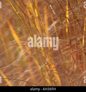 Autunnale di golden erbe sul soleggiato e ventoso pomeriggio nella prateria del Midwest Foto Stock