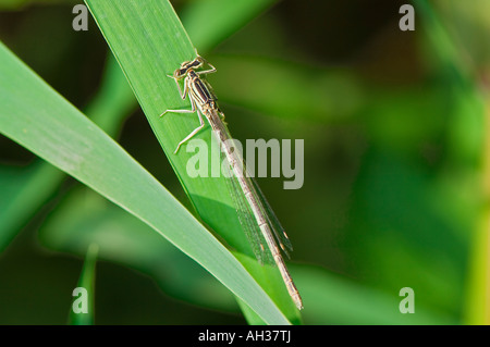 Femmina zampe blu damselfly (Platycnemis pennipes) Foto Stock