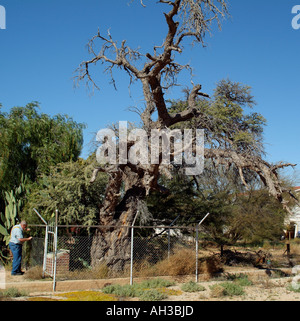 Il Cammello gigante Thorn Tree a Kenhardt nel verde della regione del Kalahari. Sud Africa RSA Foto Stock