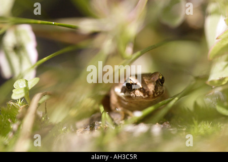 Froglet comune (Rana temporaria) Foto Stock