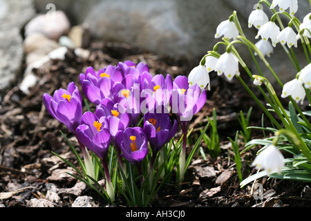 Mazzetto di piuttosto fresco fioritura viola e violetta di crochi e delicato bianchi bucaneve (Galanthus) fiori in primavera giardino naturale Foto Stock
