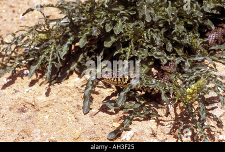 Biscia Natrix natrix emergenti da sottobosco Lackford Laghi Suffolk Foto Stock