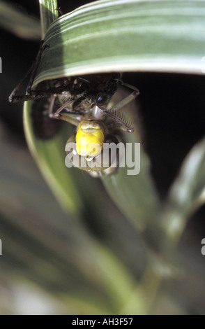 Appena emerse Hawker meridionale aeshna cygaea dragonfly dalla pelle sul gambo di erba Foto Stock