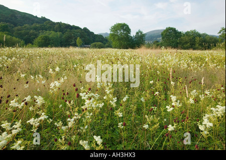 Fiori Selvatici in Birdhouse Prato, ambleside, cumbria, Regno Unito Foto Stock