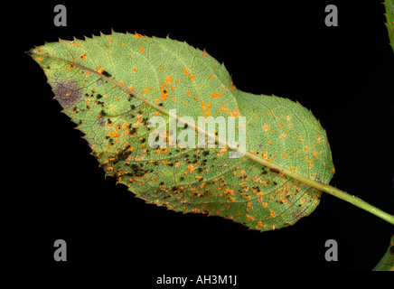 Rose ruggine Phragmidium tuberculatum pustole sulle foglie di rose superficie inferiore Foto Stock