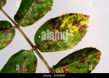 Rose ruggine Phragmidium tuberculatum colorato lesioni sulla foglia superficie superiore Foto Stock