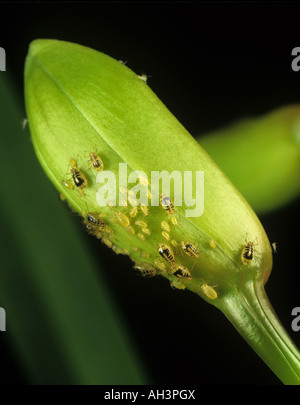 Chiazzato arum afide circumflexum Aulacorthum infestazione su un fiore di orchidea bud Foto Stock