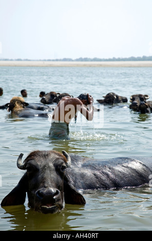 Persone e bufali di balneazione nel fiume. Shivala Ghat. Fiume Gange. Varanasi. India Foto Stock