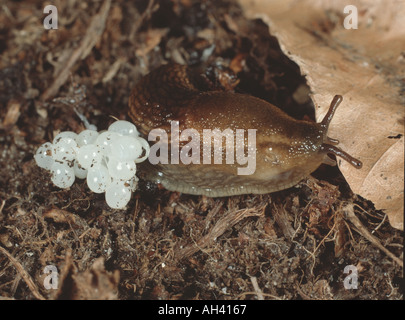 La respirazione di aria terra slug Arion specie con un lotto di bianco ovature appena deposte Foto Stock