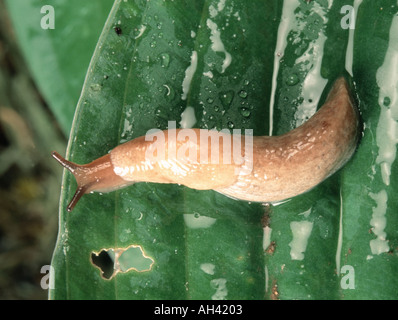 Campo grigio slug Deroceras reticulatum su un wet hosta foglie con alcuni danni Foto Stock