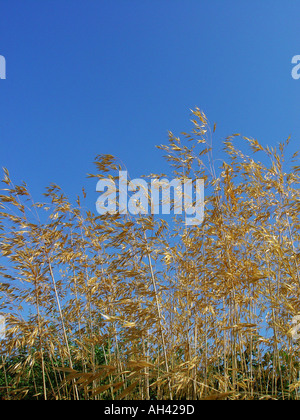 Stipa gigantea contro il cielo blu gigante Golden Avena Giardino erba ornamentale Foto Stock