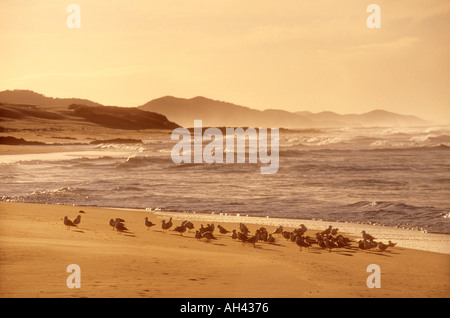 Gabbiani sulla spiaggia Jervis Bay NSW Australia Foto Stock