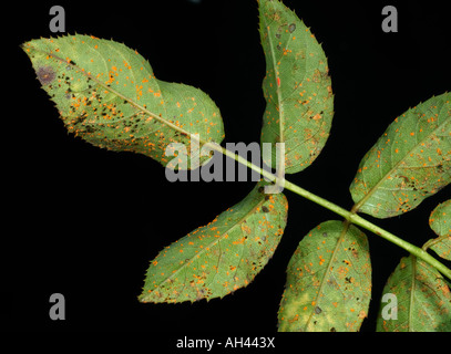 Rose ruggine Phragmidium tuberculatum pustole sulle foglie di rose superficie inferiore Foto Stock