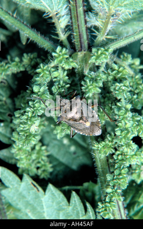 "Foresta scudo bug" (Pentatoma rufipes) su un ortica. Foto Stock