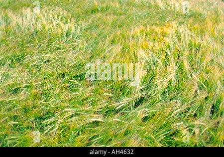 Il raccolto di cereali nel campo HAPPISBURGH NORFOLK East Anglia England Regno Unito Foto Stock