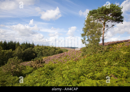 In estate sul comune di Rockford nuova foresta Hants UK Foto Stock