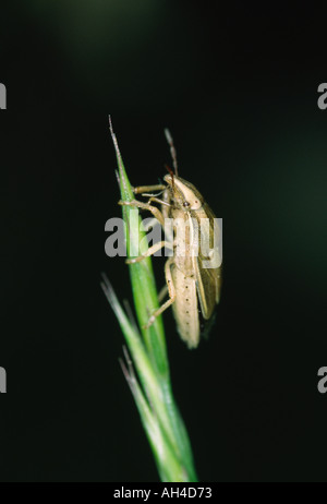 Vescovi mitre bug di protezione Foto Stock