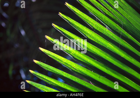 Fiji Palm Foto Stock