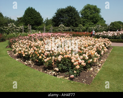 Regents Park London giardini di rose in piena estate fiore una fuga tranquilla nel cuore del centro di Londra Inghilterra REGNO UNITO Foto Stock