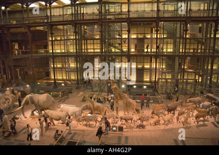 Grande Galerie de l evoluzione del Musée National d Histoire Naturelle Foto Stock