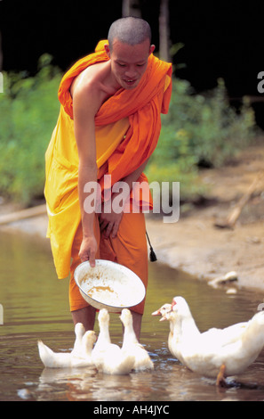 Monaco buddista di anatre di alimentazione, Chang Rai, Thailandia Foto Stock